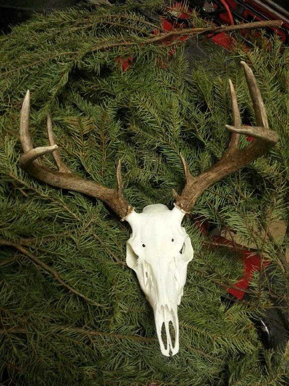 European skull mount — Saguaro Skulls Taxidermy